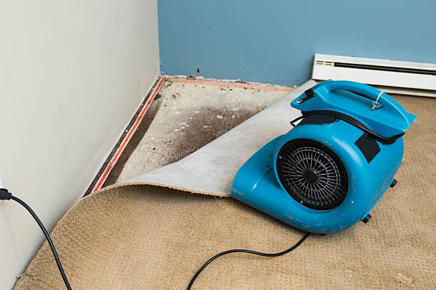 Best Basement water damage restoration  in Cedar Hills, UT
